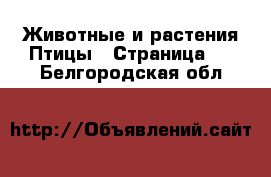 Животные и растения Птицы - Страница 2 . Белгородская обл.